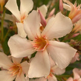 Leandru Nerium Tulpina Impletita - Galben-Ivoire