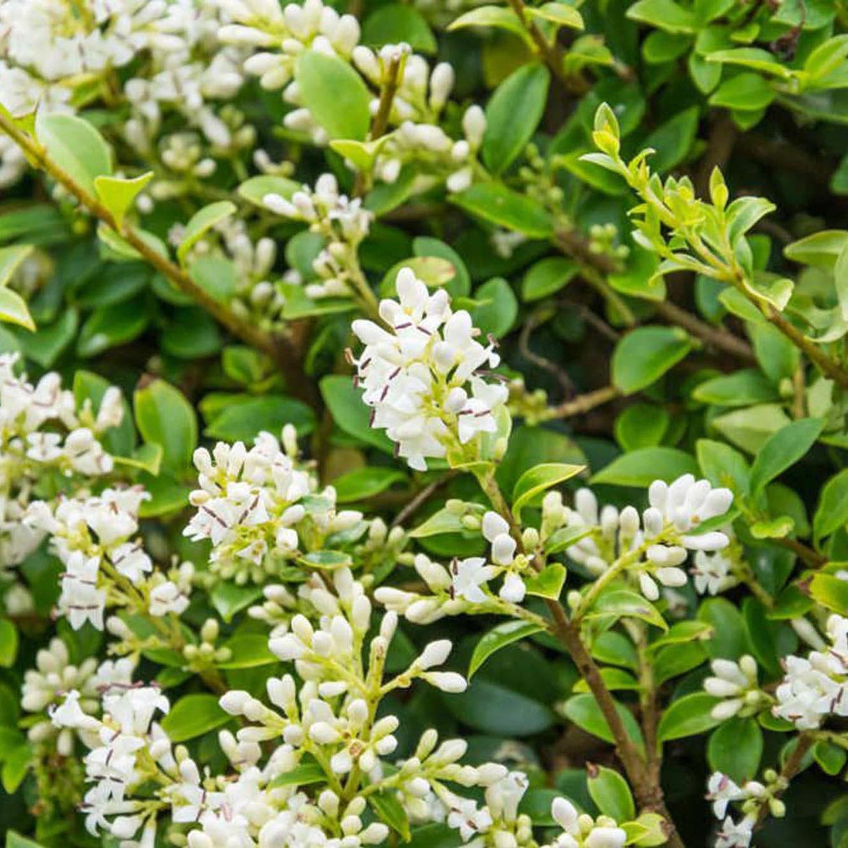 Птиче грозде (Ligustrum Ovalifolium), жив плет, бърз растеж