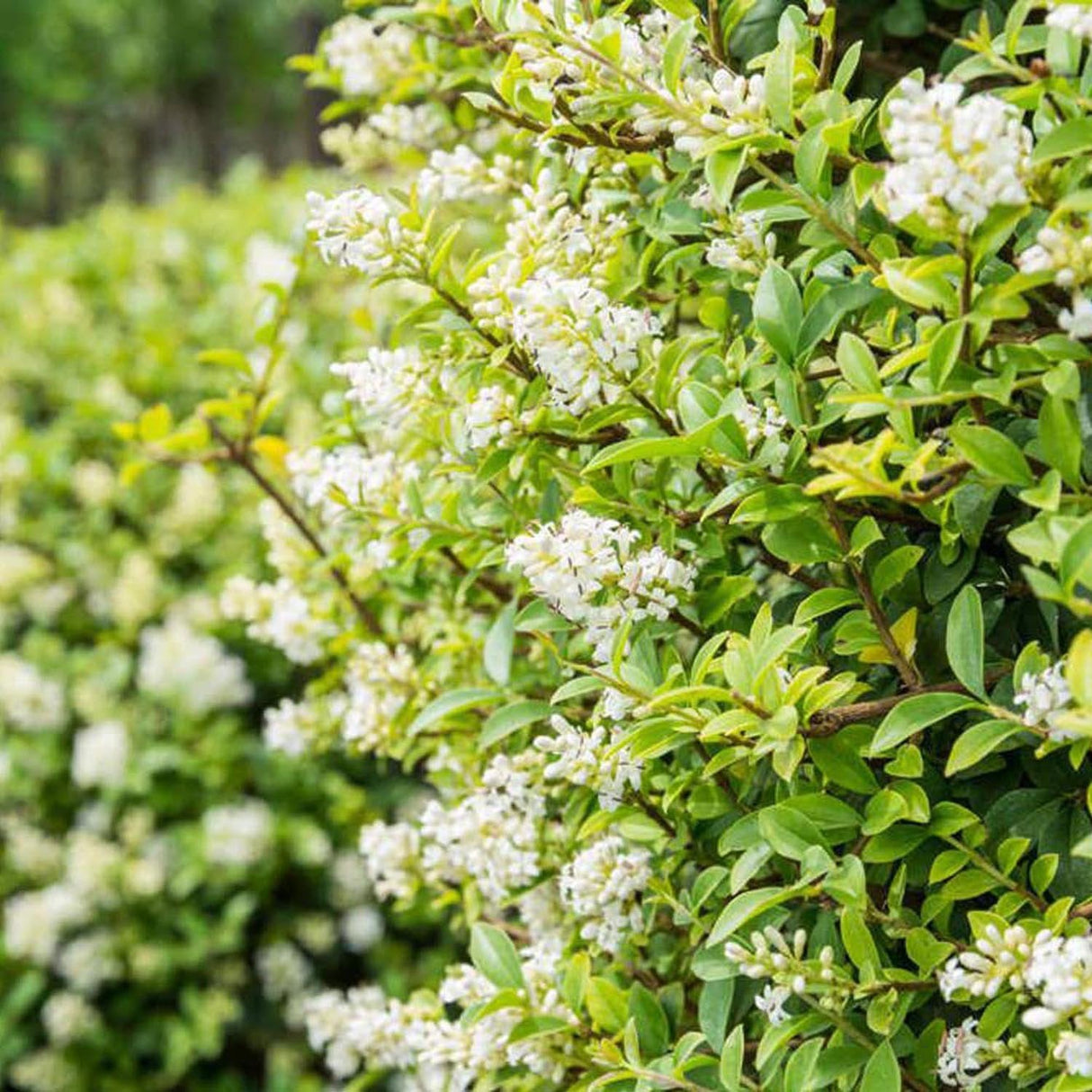 Птиче грозде (Ligustrum Ovalifolium), жив плет, бърз растеж
