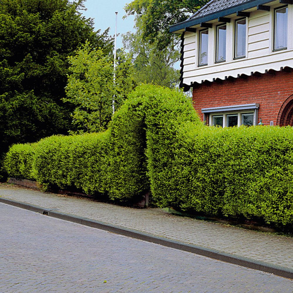 Lemn Cainesc cu frunza mica (Ligustrum Vulgare)