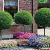 Дрян Ligustrum Delavayanum- тип дърво