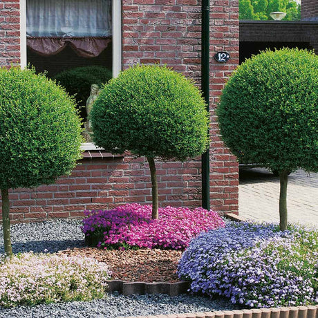 Дрян Ligustrum Delavayanum- тип дърво