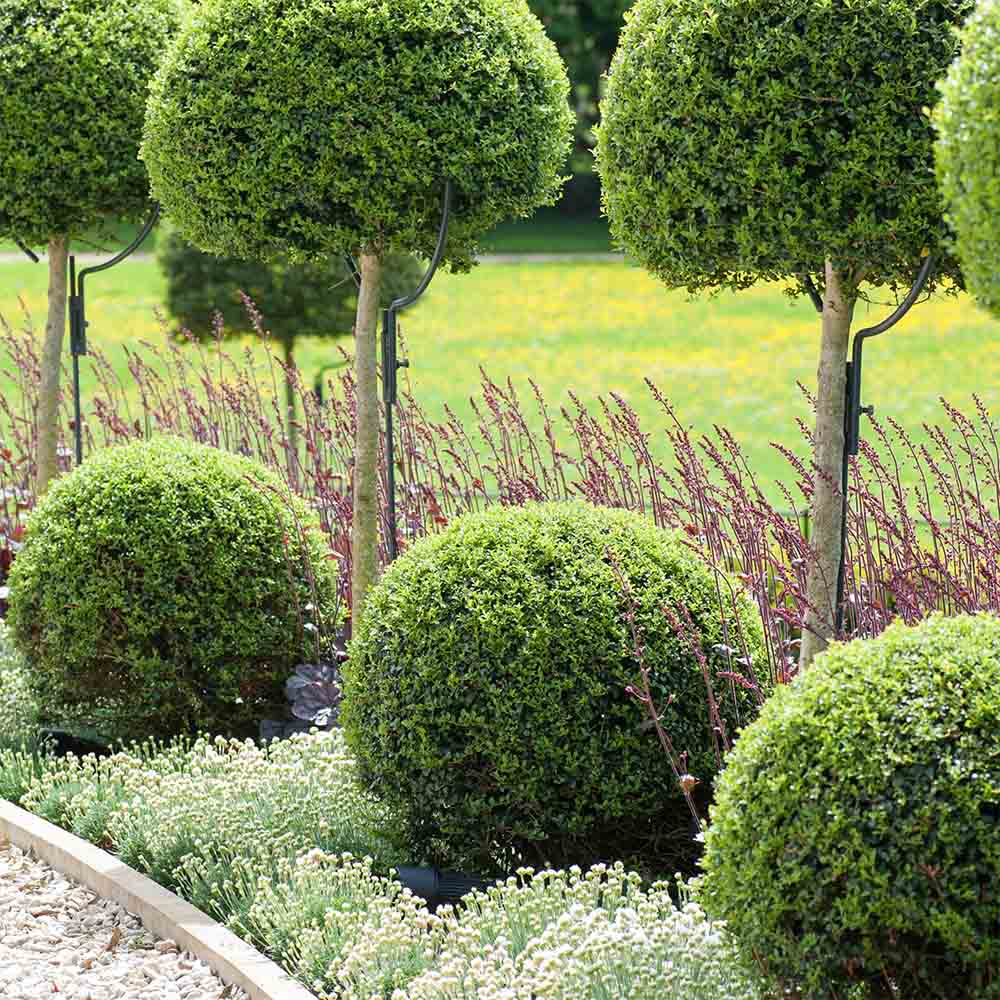 Птиче грозде (Ligustrum Delavayanum), декоративно дръвче, ароматни цветове, вечнозелено, студоустойчиво