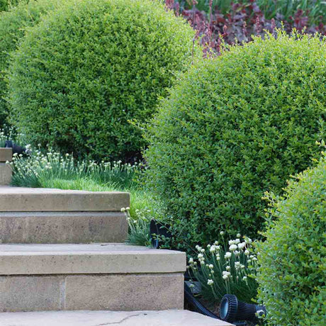 Птиче грозде (Ligustrum Delavayanum), декоративно дръвче, ароматни цветове, вечнозелено, студоустойчиво