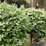 Птиче грозде (Ligustrum Delavayanum), декоративно дръвче, ароматни цветове, вечнозелено, студоустойчиво