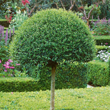 Птиче грозде (Ligustrum Delavayanum), декоративно дръвче, ароматни цветове, вечнозелено, студоустойчиво
