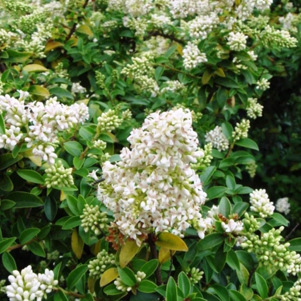 Птиче грозде (Ligustrum Delavayanum), декоративно дръвче, ароматни цветове, вечнозелено, студоустойчиво