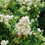 Птиче грозде (Ligustrum Delavayanum), декоративно дръвче, ароматни цветове, вечнозелено, студоустойчиво