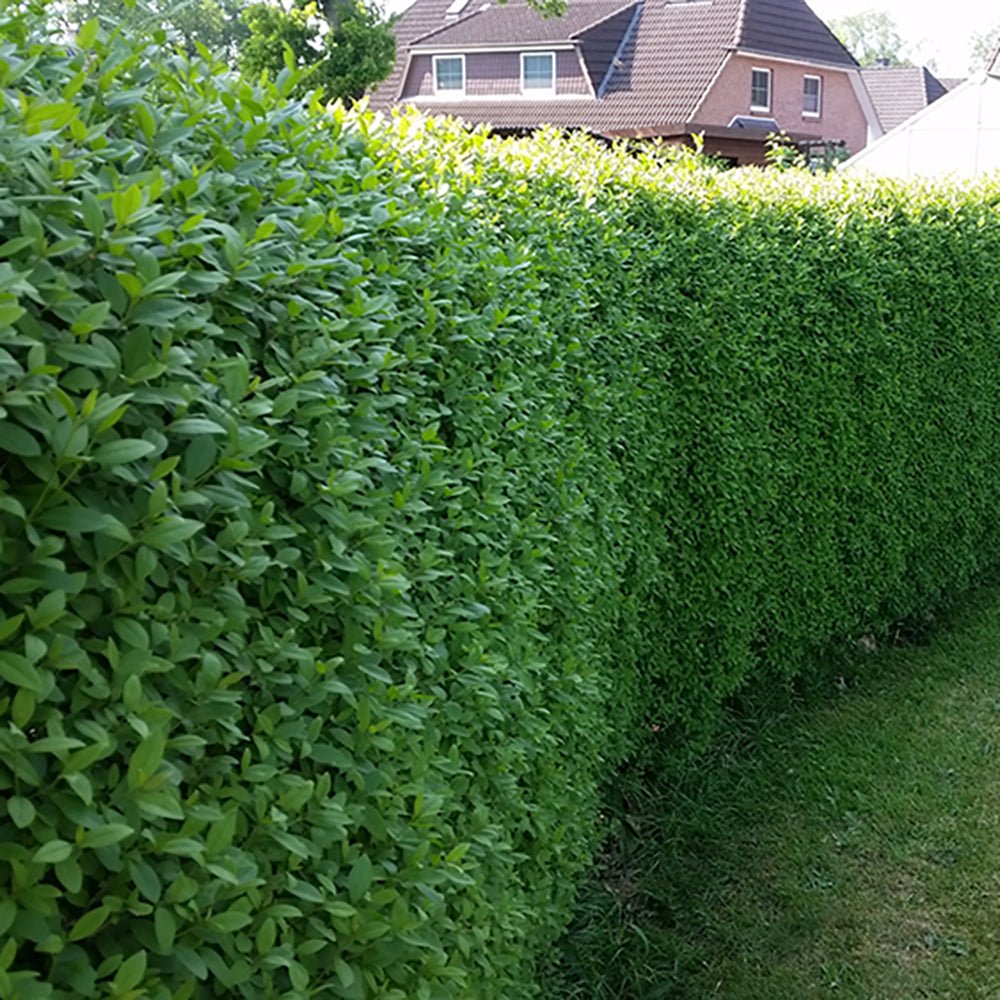 Lemn Cainesc cu frunza mica (Ligustrum Vulgare)