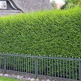 Дрян с малки листа (Ligustrum Vulgare)