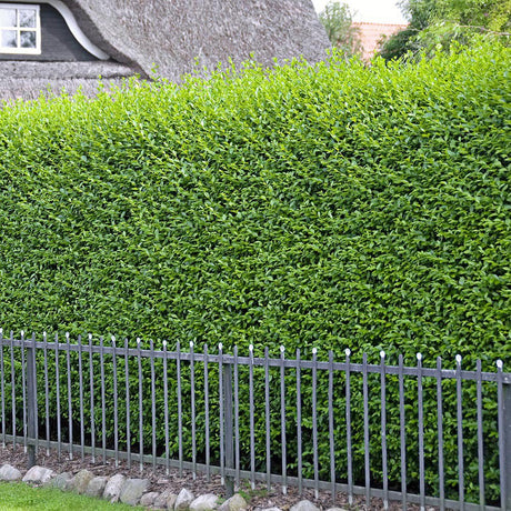 Дрян с малки листа (Ligustrum Vulgare)