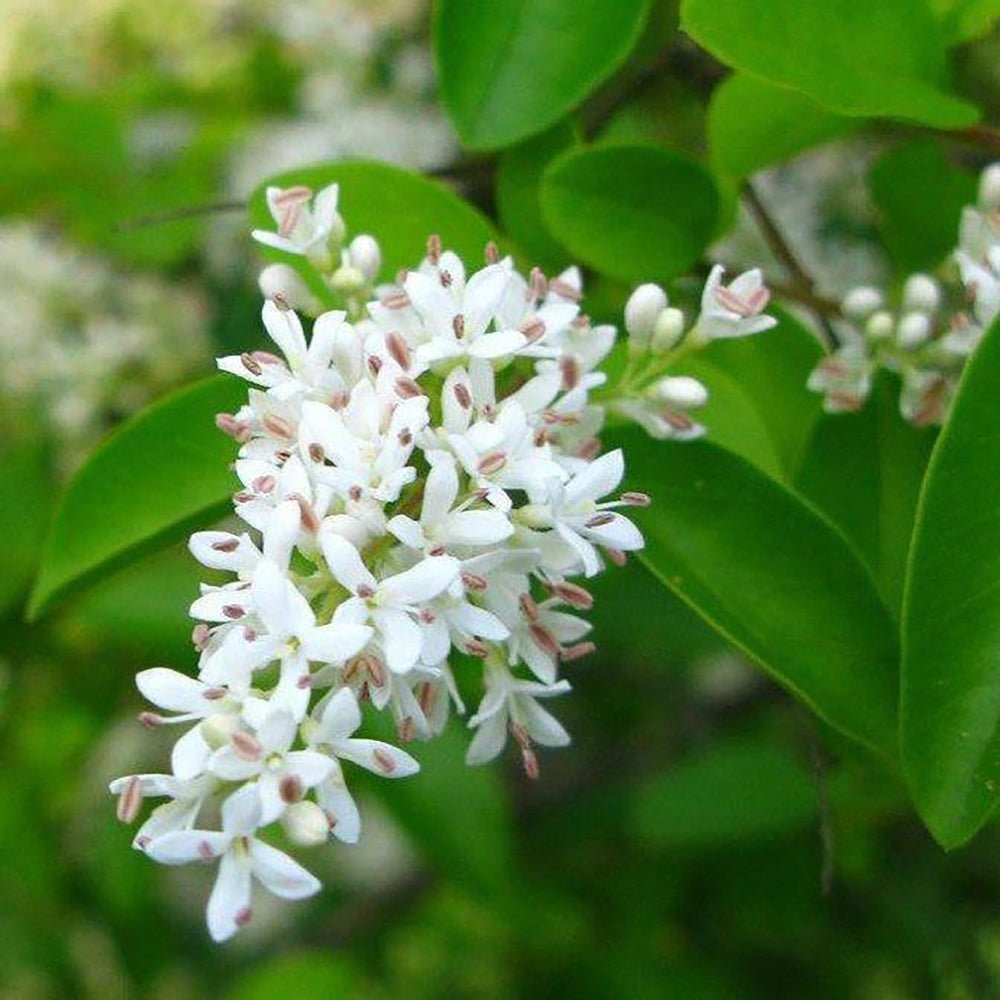 Lemn Cainesc cu frunza mica (Ligustrum Vulgare)