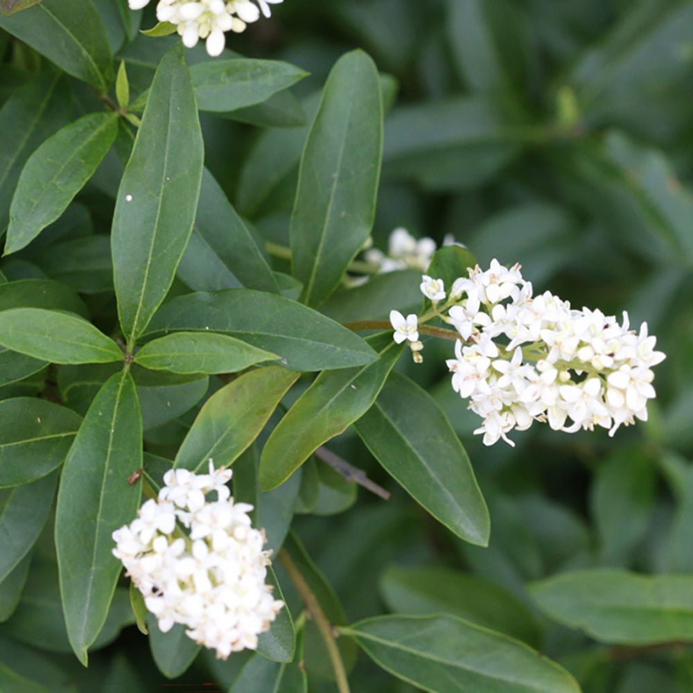 Дрян с малки листа (Ligustrum Vulgare)