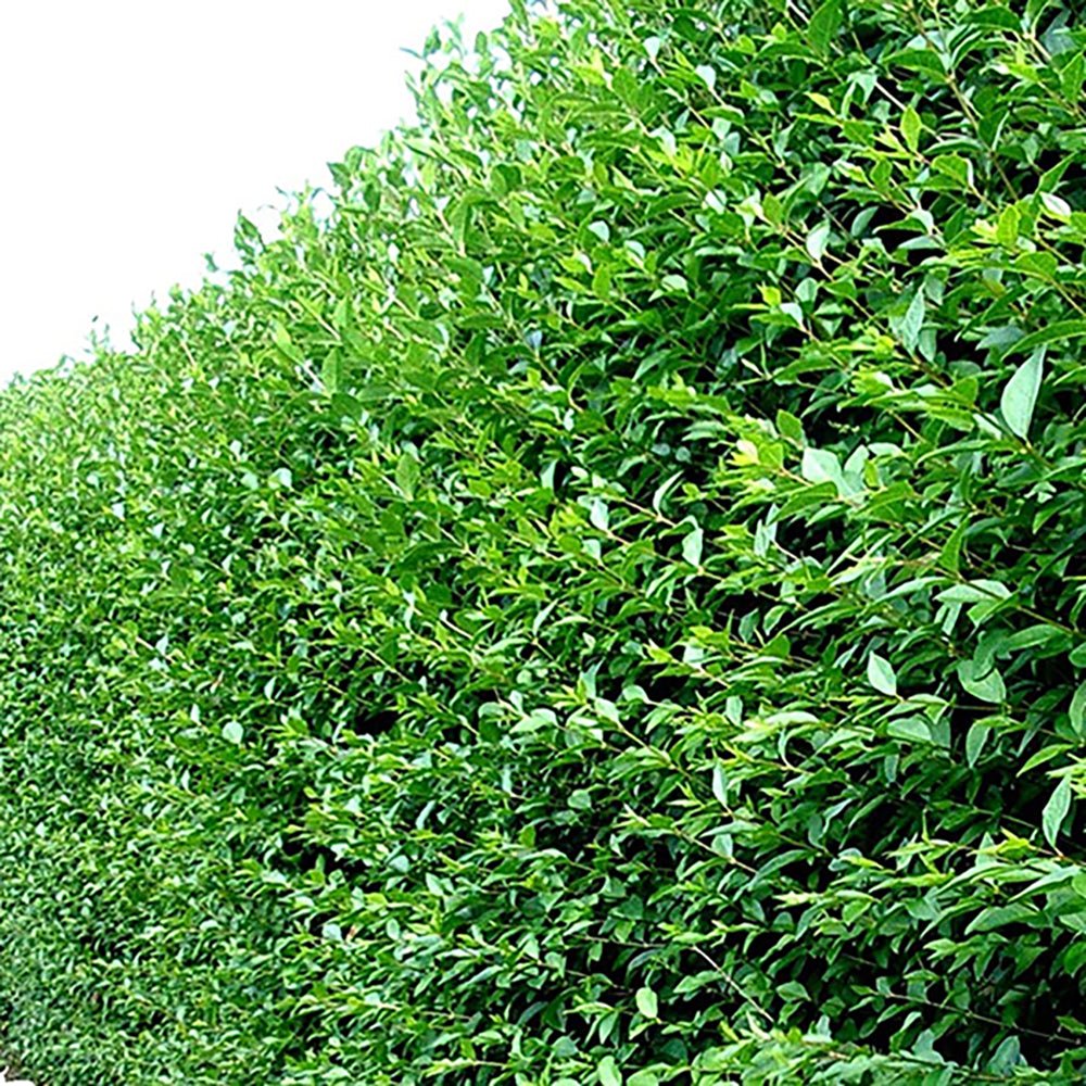 Дрян с малки листа (Ligustrum Vulgare)