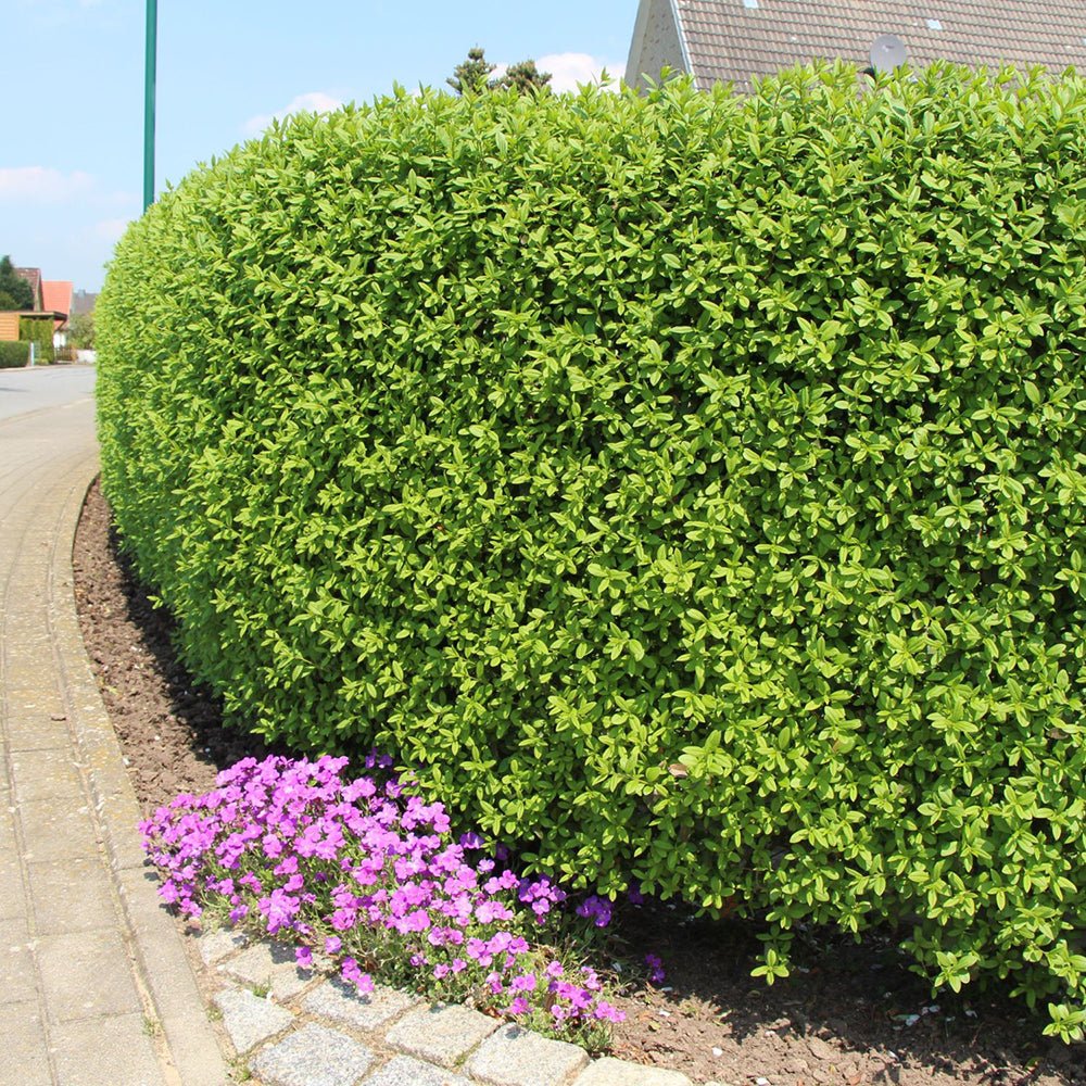 Дрян с малки листа (Ligustrum Vulgare)