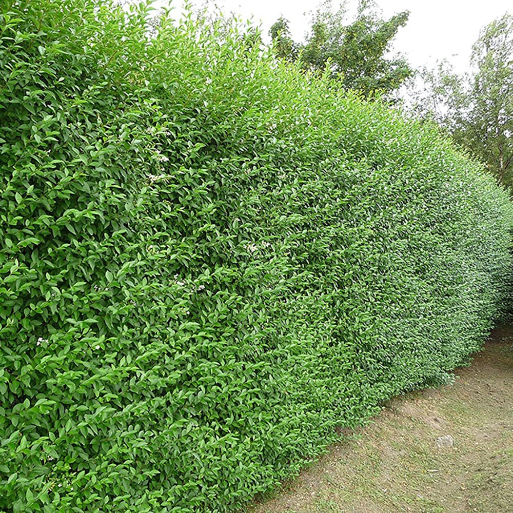 Дрян с малки листа (Ligustrum Vulgare)