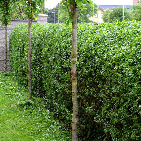 Ligustrum Ovalifolium (Ligustrum Ovalifolium)