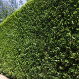 Птиче грозде (Ligustrum Ovalifolium), жив плет, бърз растеж