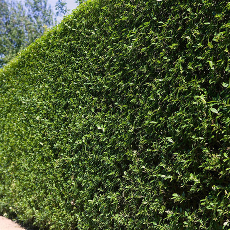Птиче грозде (Ligustrum Ovalifolium), жив плет, бърз растеж