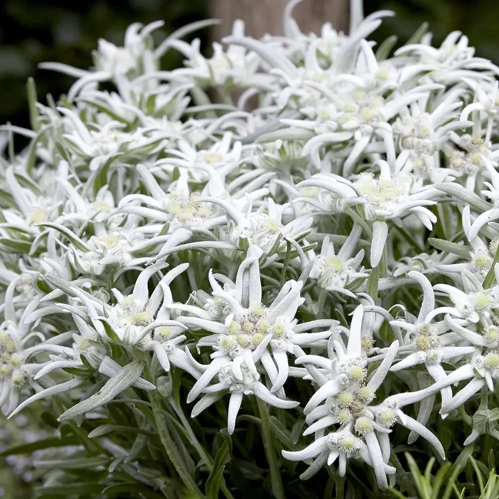 Еделвайс (Leontopodium alpinum), с бели цветове, декоративно многогодишно за скални кътове