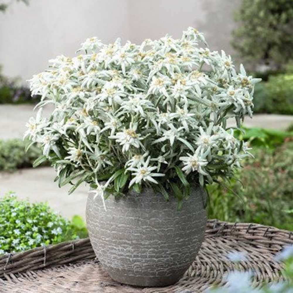 Еделвайс (Leontopodium alpinum), с бели цветове, декоративно многогодишно за скални кътове