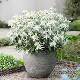 Еделвайс (Leontopodium alpinum), с бели цветове, декоративно многогодишно за скални кътове