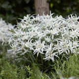 Еделвайс (Leontopodium alpinum), с бели цветове, декоративно многогодишно за скални кътове