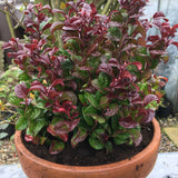 Leucothoe Curly Red, cu frunze rosu-inchis