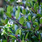 Ilex Blue Maid Copacel, vesnic verde, cu fructe rosii, frunze albastre-verzui