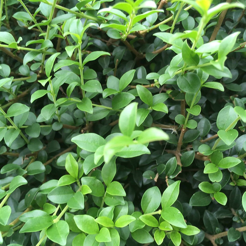 Lemn Cainesc Ligustrum Delavayanum- Tip Copac