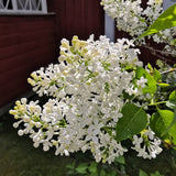 Liliac (Syringa) Holger, cu flori albe