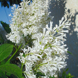 Liliac (Syringa) Holger, cu flori albe