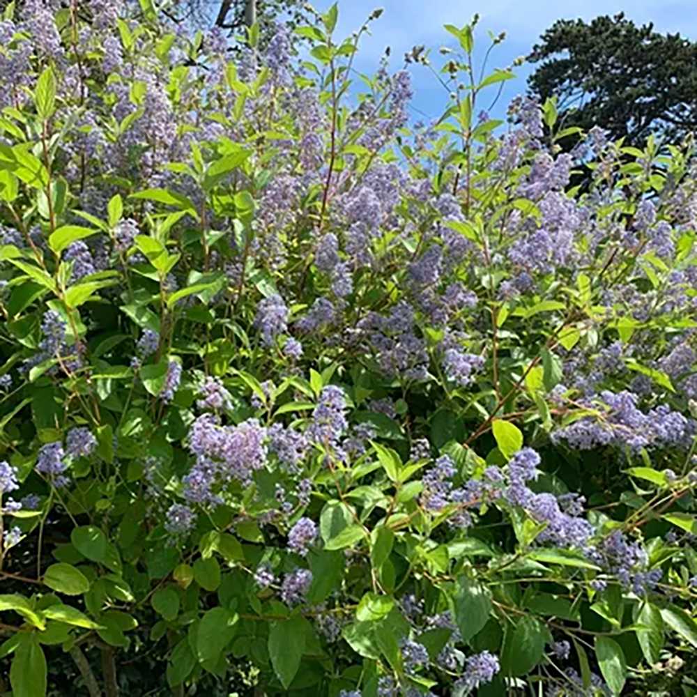 Liliac albastru californian vesnic verde (Ceanothus delieanus Gloire de Versailles)