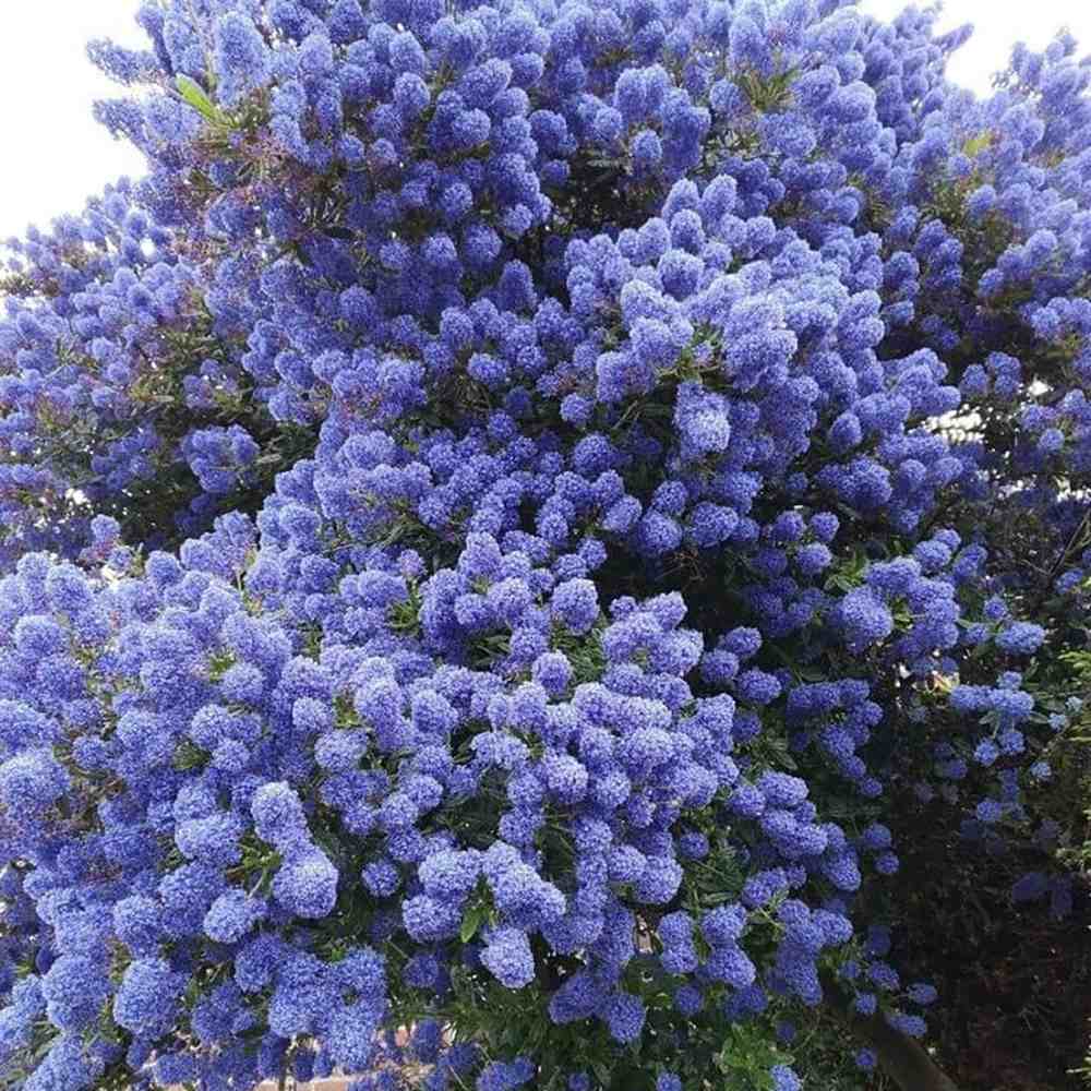Liliac albastru californian vesnic verde (Ceanothus delieanus Gloire de Versailles)