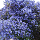 Liliac albastru californian vesnic verde (Ceanothus delieanus Gloire de Versailles)