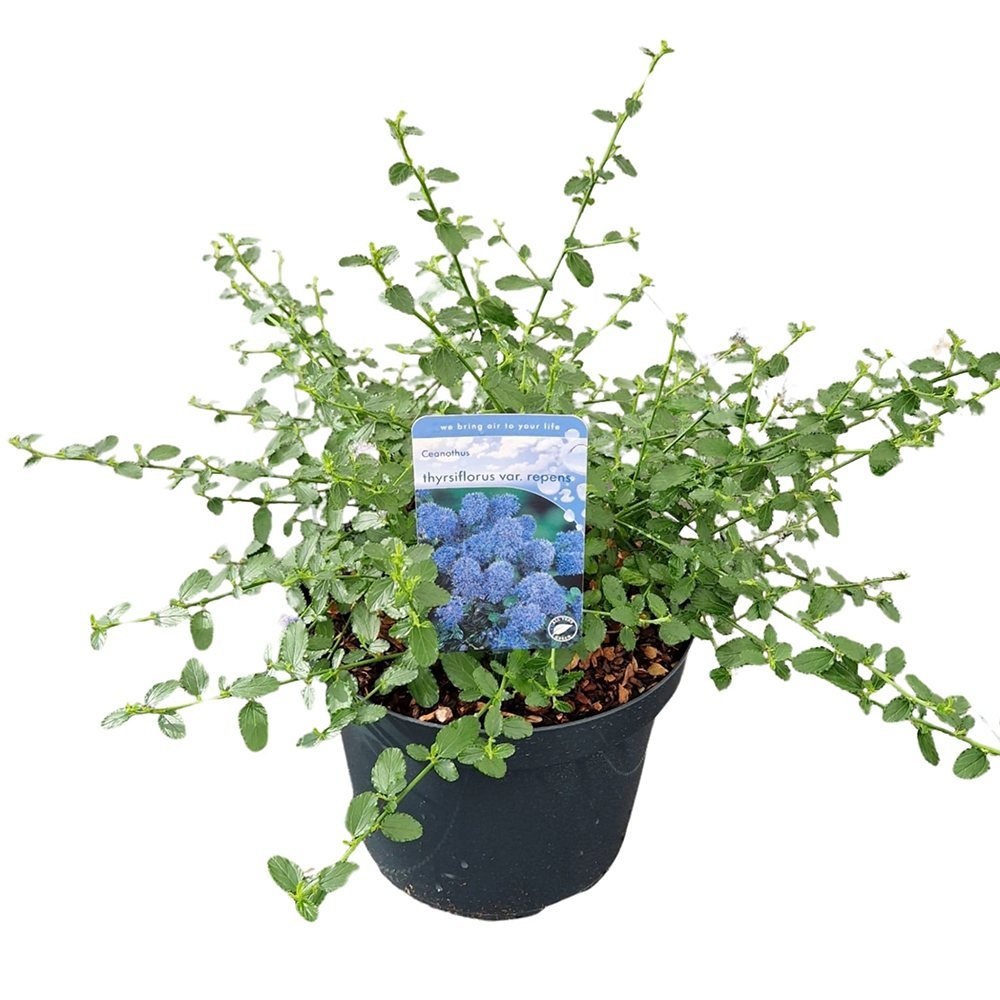 Black Friday - Reduceri Liliac albastru californian vesnic verde (Ceanothus Thyrsiflorus Repens) Promotie