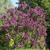 Liliac (Syringa) Copac Andenken An Ludwig Spaeth, cu Flori purpuriu-Inchis