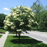 Liliac (Syringa) Copac Beauty of Moscow, cu Flori albe