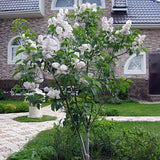 Liliac (Syringa) Copac Beauty of Moscow, cu Flori albe