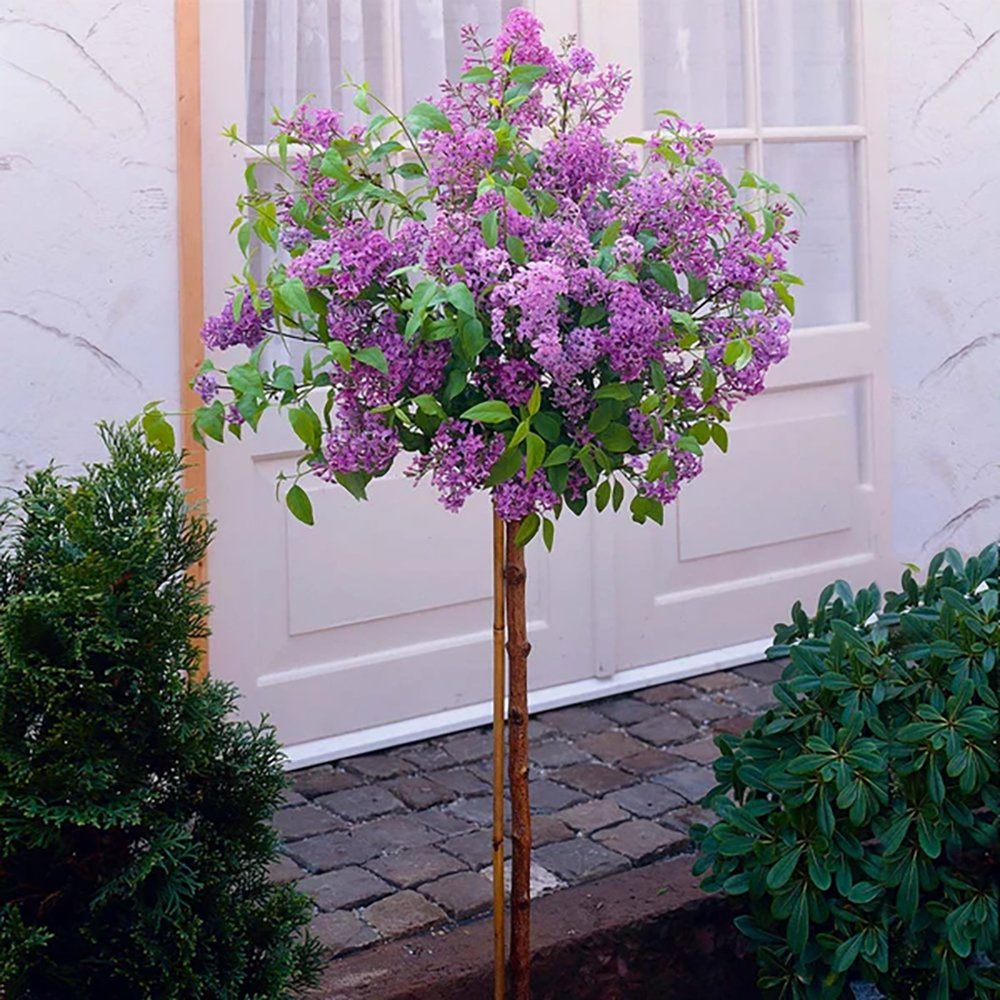 Люляк (Syringa) Dark Purple Bloomerang Tree, с тъмно лилави цветя и повтарящ се цъфтеж