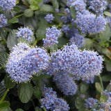 Liliac Californian Tip Copac Repens (Ceanothus Thyrsiflorus), cu flori albastre, vesnic verde