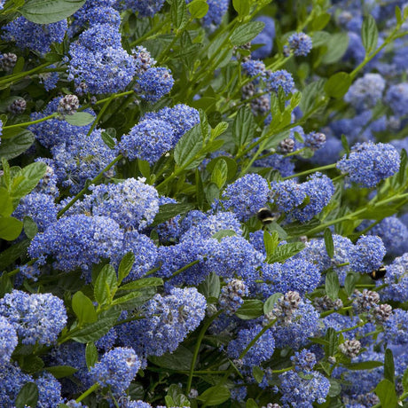 Калифорнийски люляк дървовиден Victoria (Ceanothus), сини цветове, вечнозелен