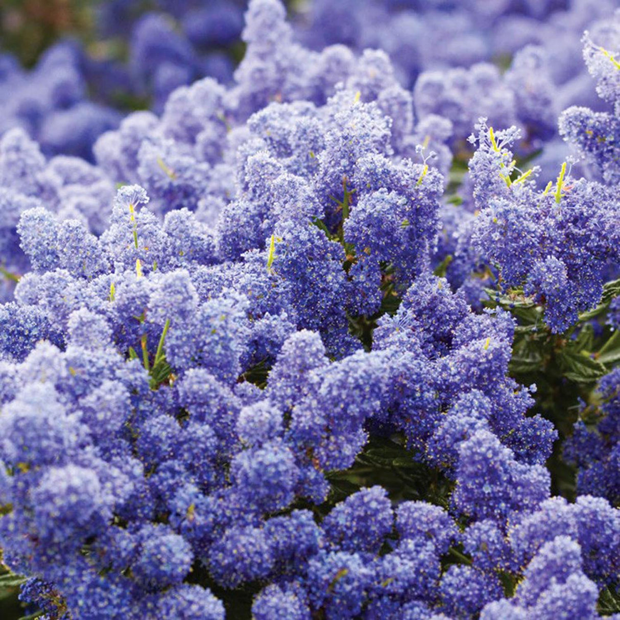Калифорнийски люляк дървовиден Victoria (Ceanothus), сини цветове, вечнозелен