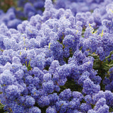 Калифорнийски люляк дървовиден Victoria (Ceanothus), сини цветове, вечнозелен