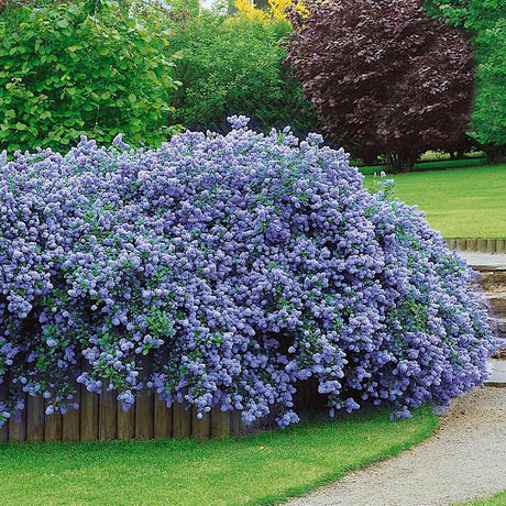 Liliac albastru californian vesnic verde Santa Barbara Victoria (Ceanothus Impressus)