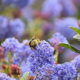 Liliac albastru californian vesnic verde Santa Barbara Victoria (Ceanothus Impressus)