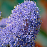 Liliac copac californian vesnic verde Victoria, cu Flori albastre