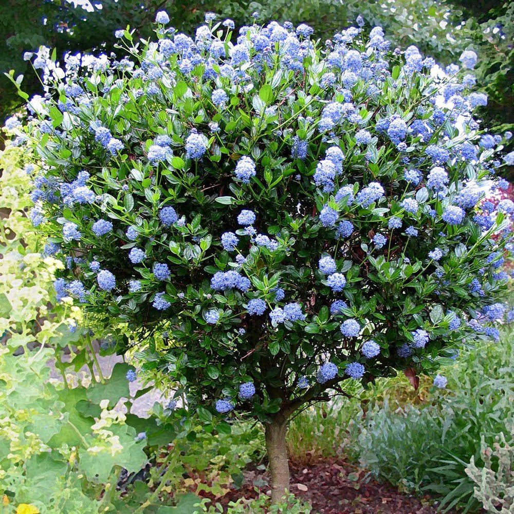 Liliac copac californian vesnic verde Victoria, cu Flori albastre