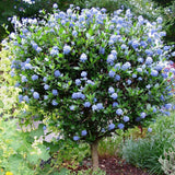 Liliac copac californian vesnic verde Victoria, cu Flori albastre