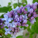 Liliac albastru-violet Carpe Diem (Syringa)